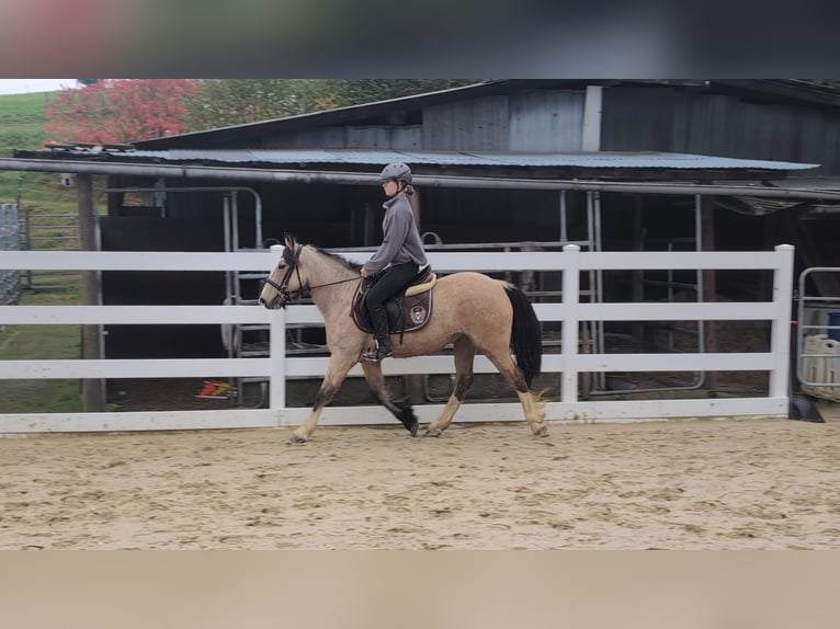 Más ponis/caballos pequeños Yegua 3 años 142 cm Buckskin/Bayo in Morsbach