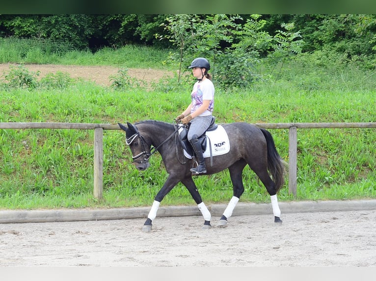 Más ponis/caballos pequeños Yegua 3 años 146 cm Tordo in Wellheim