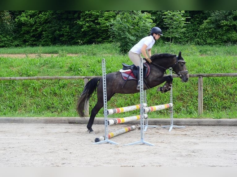 Más ponis/caballos pequeños Yegua 3 años 146 cm Tordo in Wellheim