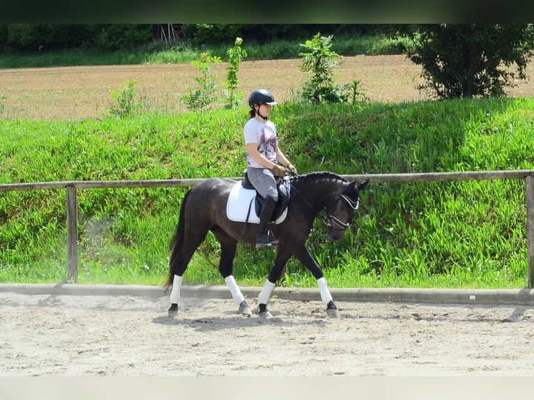 Más ponis/caballos pequeños Yegua 3 años 146 cm Tordo in Wellheim