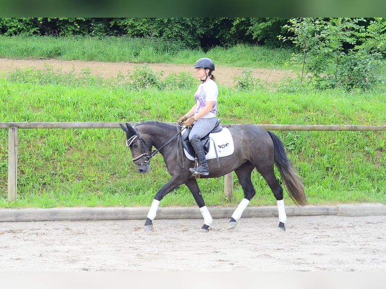 Más ponis/caballos pequeños Yegua 3 años 146 cm Tordo in Wellheim