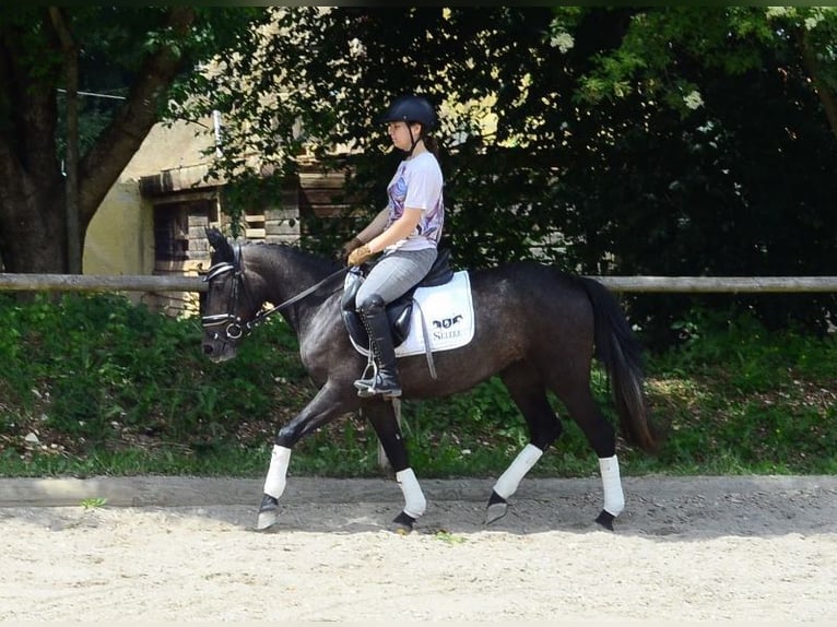 Más ponis/caballos pequeños Yegua 3 años 146 cm Tordo in Wellheim