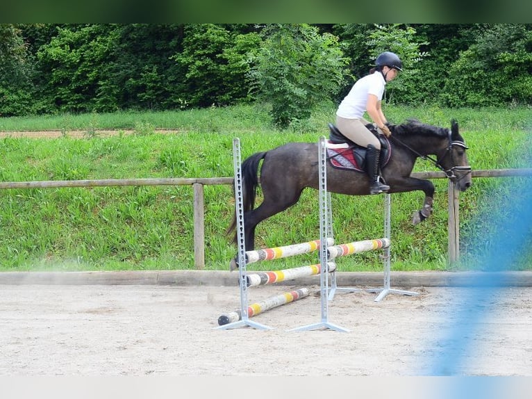 Más ponis/caballos pequeños Yegua 3 años 146 cm Tordo in Wellheim