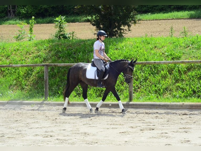 Más ponis/caballos pequeños Yegua 3 años 146 cm Tordo in Wellheim