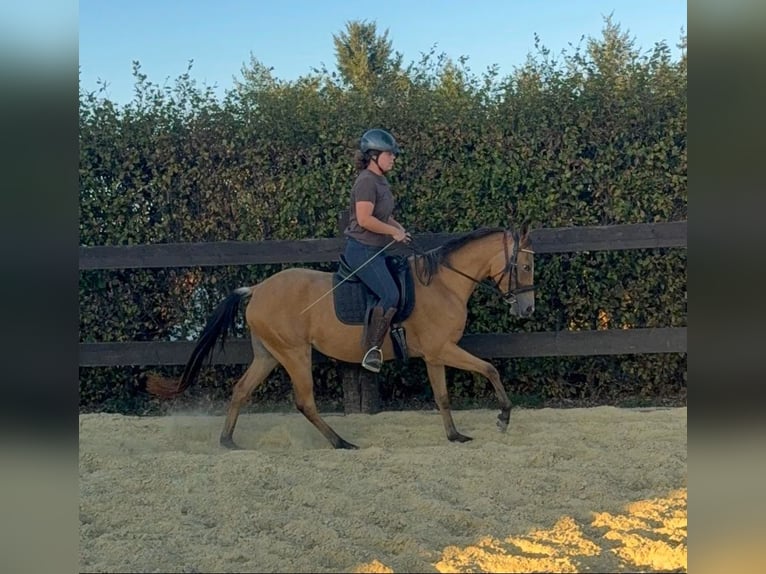 Más ponis/caballos pequeños Yegua 3 años 147 cm Buckskin/Bayo in Daleiden