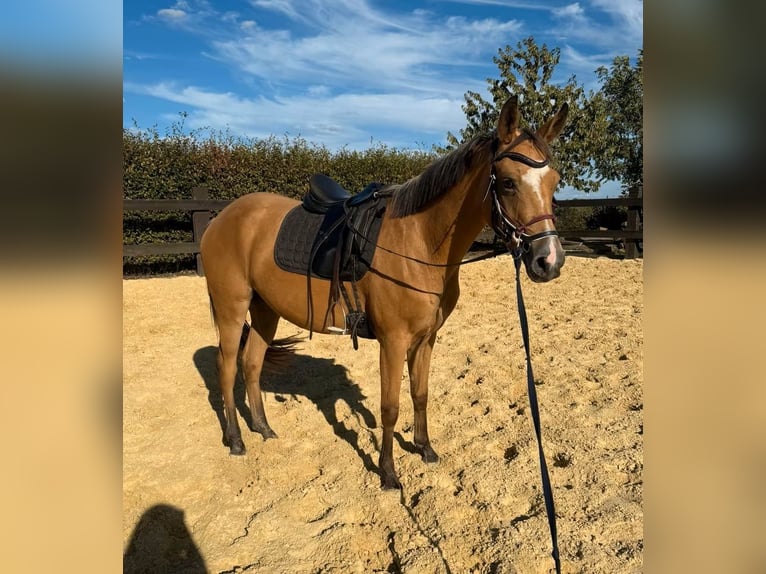 Más ponis/caballos pequeños Yegua 3 años 147 cm Buckskin/Bayo in Daleiden