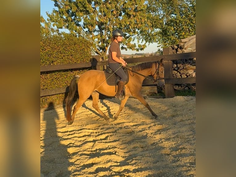 Más ponis/caballos pequeños Yegua 3 años 147 cm Buckskin/Bayo in Daleiden