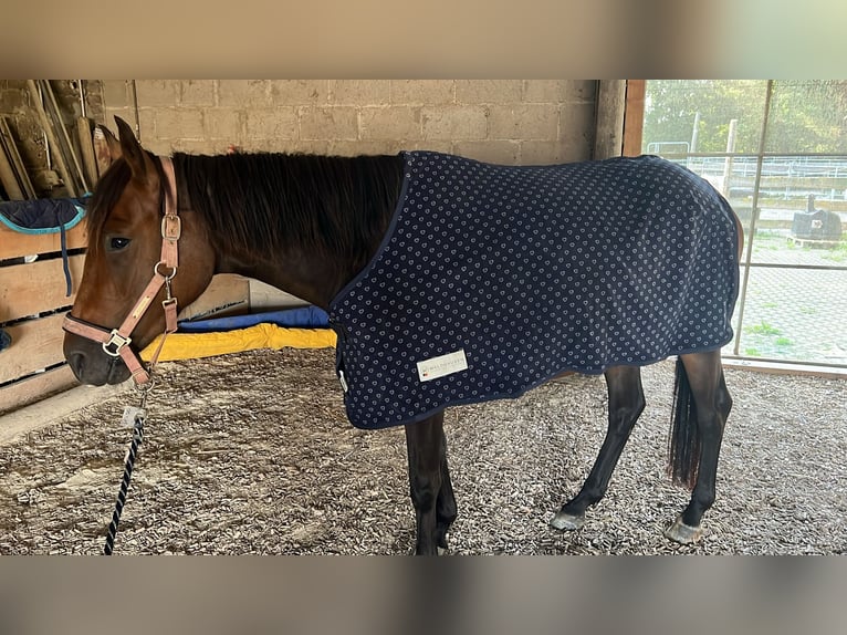 Más ponis/caballos pequeños Yegua 3 años 148 cm Castaño oscuro in Bad Camberg