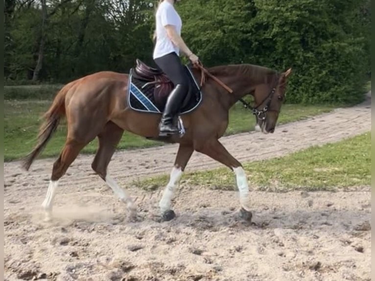 Más ponis/caballos pequeños Yegua 3 años 151 cm Alazán in Baden-Baden