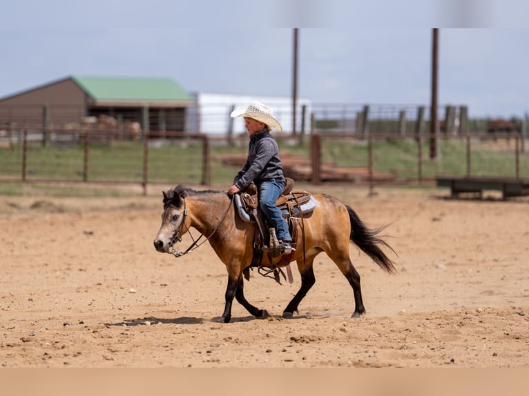 Más ponis/caballos pequeños Yegua 4 años 107 cm Buckskin/Bayo in Nevis, MN
