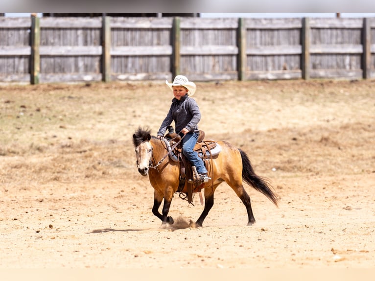 Más ponis/caballos pequeños Yegua 4 años 107 cm Buckskin/Bayo in Nevis, MN