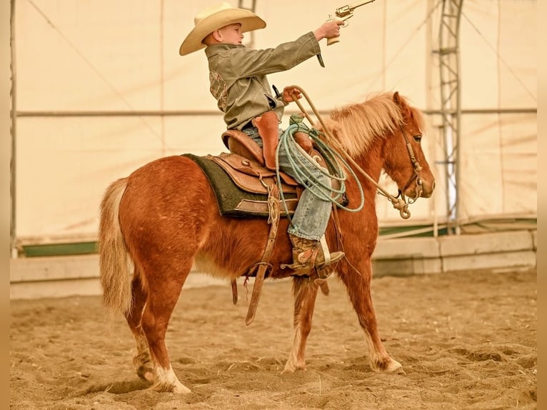 Más ponis/caballos pequeños Yegua 4 años 109 cm Alazán rojizo in Rigby