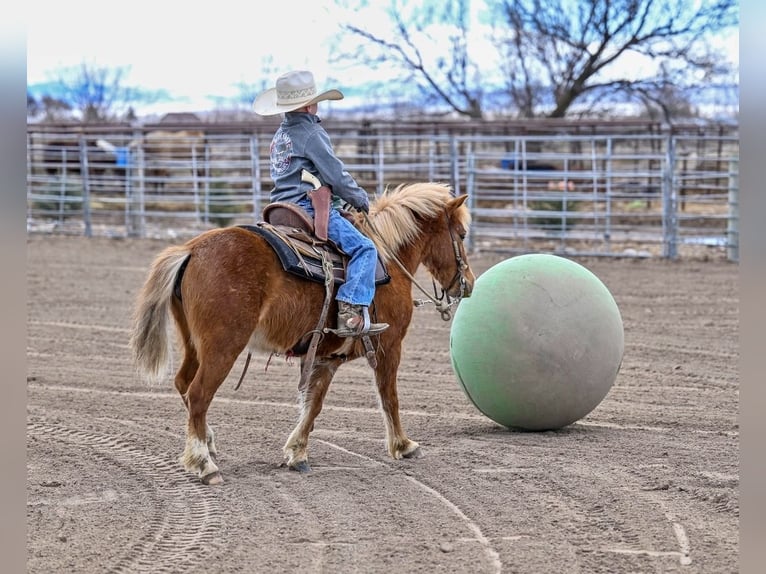 Más ponis/caballos pequeños Yegua 4 años 109 cm Alazán rojizo in Rigby