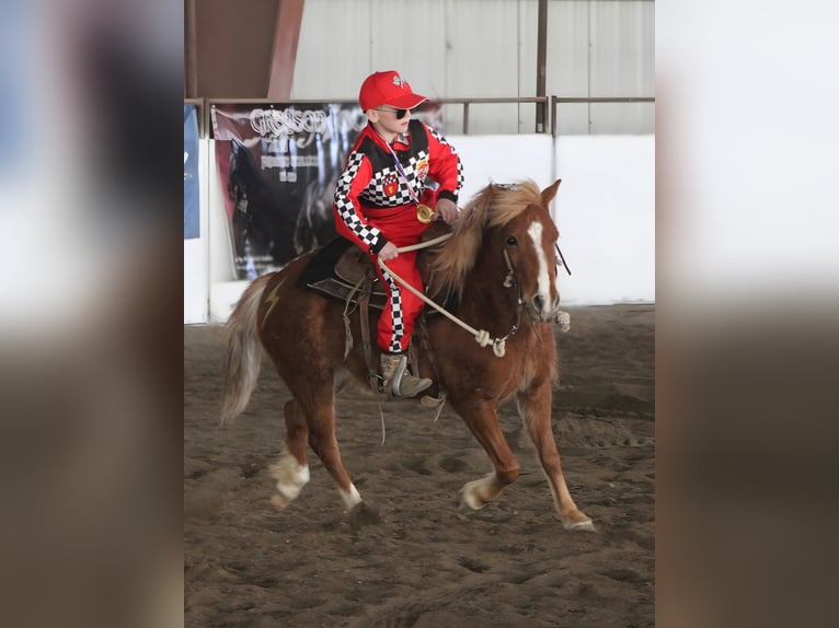 Más ponis/caballos pequeños Yegua 4 años 109 cm Alazán rojizo in Rigby