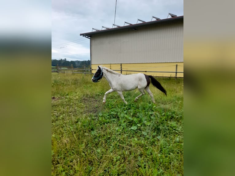 Más ponis/caballos pequeños Yegua 4 años 116 cm Pío in Bad Saulgau