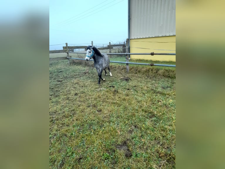 Más ponis/caballos pequeños Mestizo Yegua 4 años 123 cm in Bad Saulgau