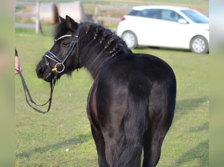 Más ponis/caballos pequeños Yegua 4 años 125 cm Negro in Rechnitz