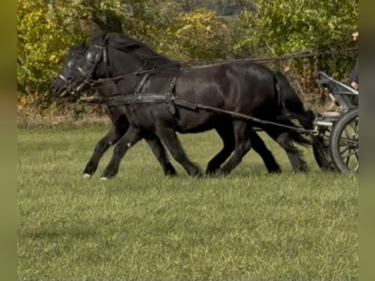Más ponis/caballos pequeños Yegua 4 años 125 cm Negro in Rechnitz