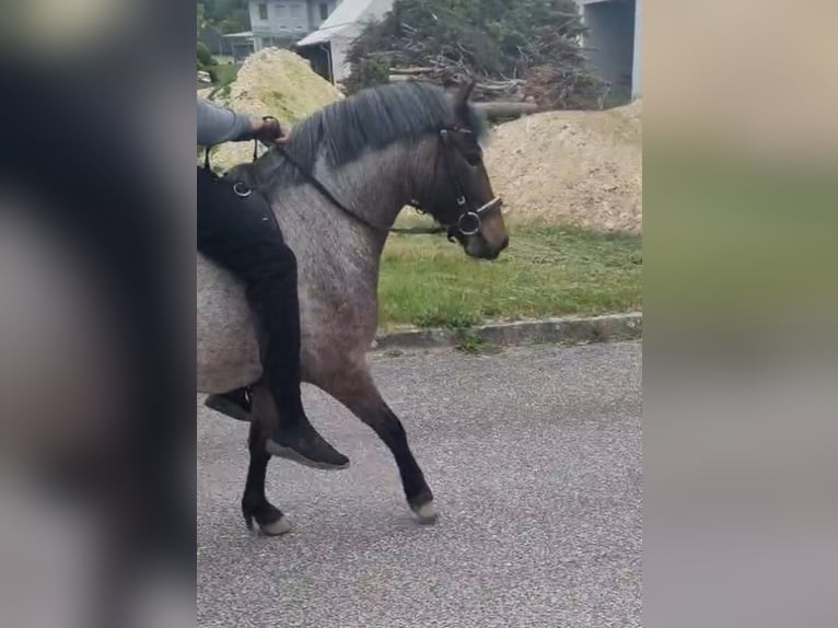 Más ponis/caballos pequeños Yegua 4 años 130 cm Castaño-ruano in Rechnitz