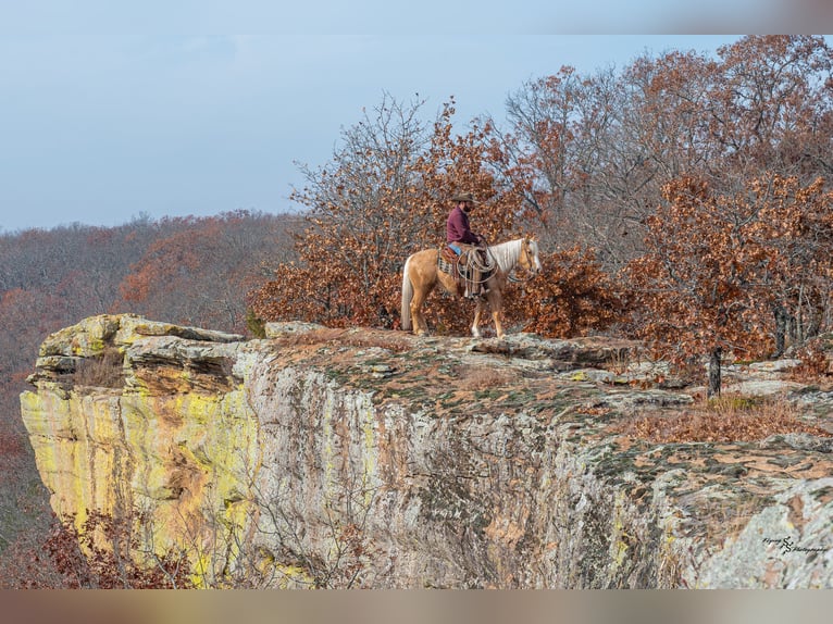 Más ponis/caballos pequeños Yegua 4 años 135 cm Palomino in Weaubleau