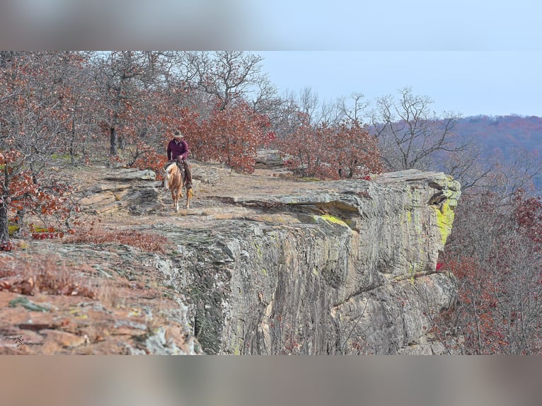 Más ponis/caballos pequeños Yegua 4 años 135 cm Palomino in Weaubleau