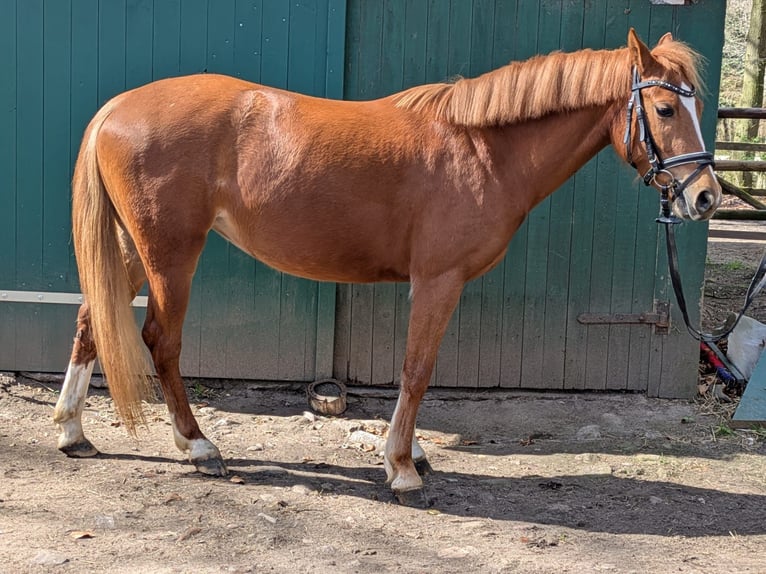 Más ponis/caballos pequeños Yegua 4 años 140 cm Alazán in Stade