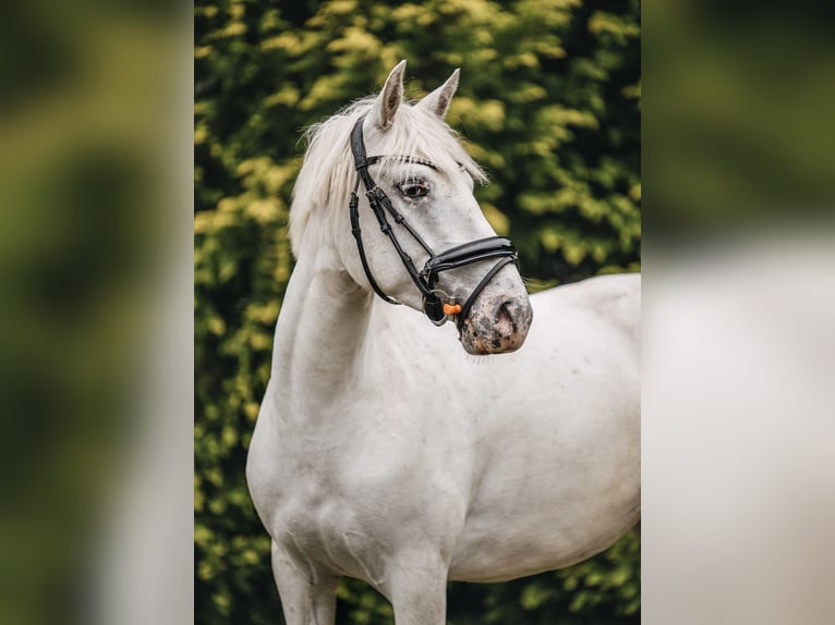 Más ponis/caballos pequeños Yegua 4 años 140 cm Atigrado/Moteado in Lubin