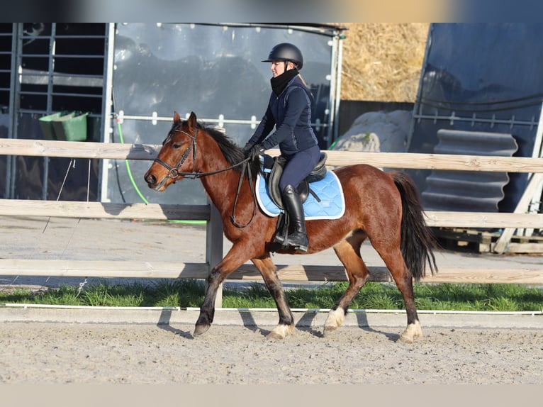 Más ponis/caballos pequeños Yegua 4 años 140 cm Castaño in Bogaarden