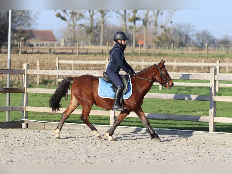 Más ponis/caballos pequeños Yegua 4 años 140 cm Castaño in Bogaarden