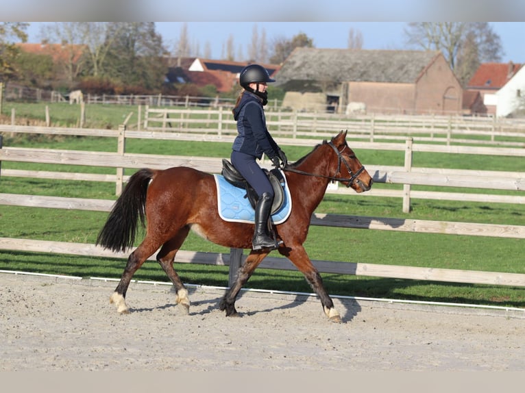 Más ponis/caballos pequeños Yegua 4 años 140 cm Castaño in Bogaarden