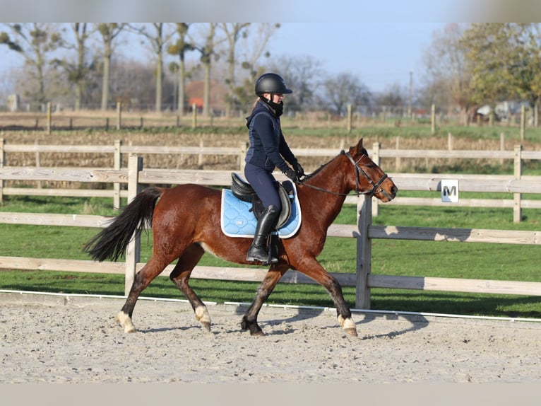 Más ponis/caballos pequeños Yegua 4 años 140 cm Castaño in Bogaarden