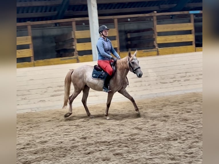 Más ponis/caballos pequeños Yegua 4 años 140 cm Overo-todas las-capas in Pelmberg