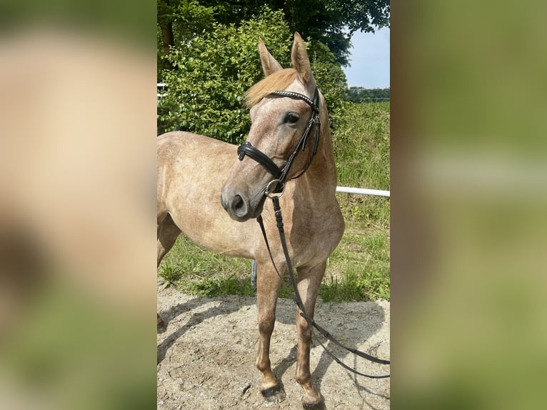 Más ponis/caballos pequeños Yegua 4 años 140 cm Overo-todas las-capas in Pelmberg