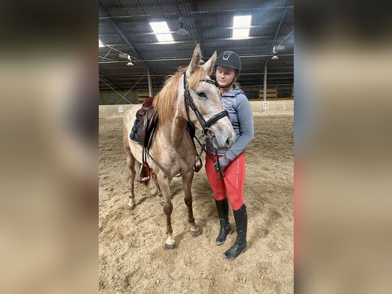Más ponis/caballos pequeños Yegua 4 años 140 cm Overo-todas las-capas in Pelmberg