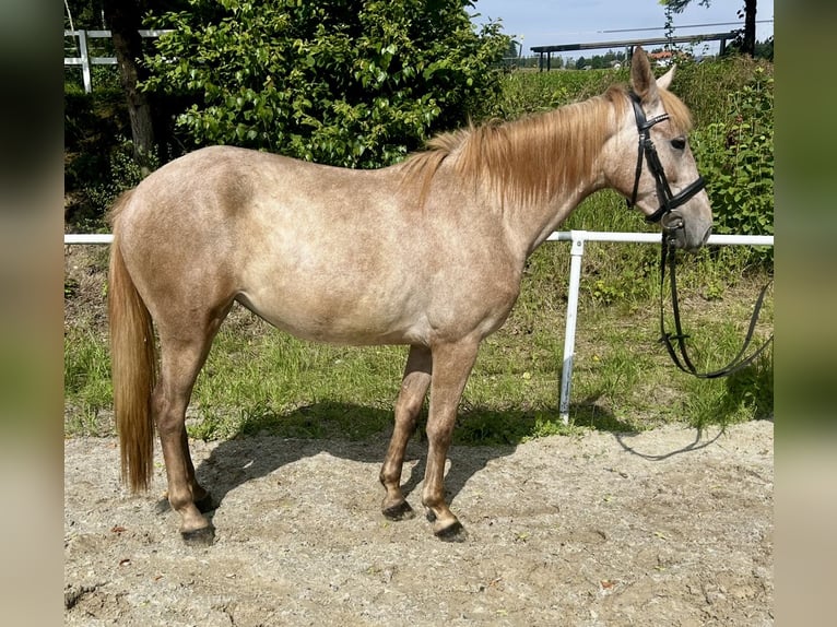 Más ponis/caballos pequeños Yegua 4 años 140 cm Overo-todas las-capas in Pelmberg