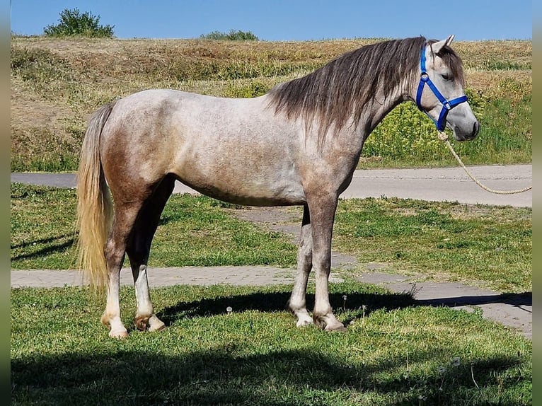 Más ponis/caballos pequeños Yegua 4 años 140 cm Tordo rodado in neu Gaarz