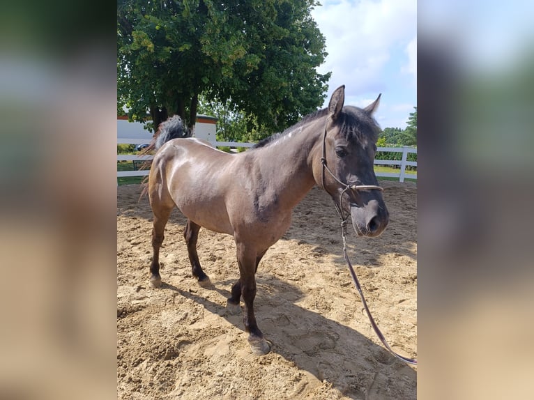 Más ponis/caballos pequeños Yegua 4 años 143 cm Buckskin/Bayo in Neu Gaarz