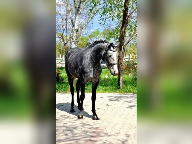 Más ponis/caballos pequeños Yegua 4 años 144 cm Tordo in Rechnitz