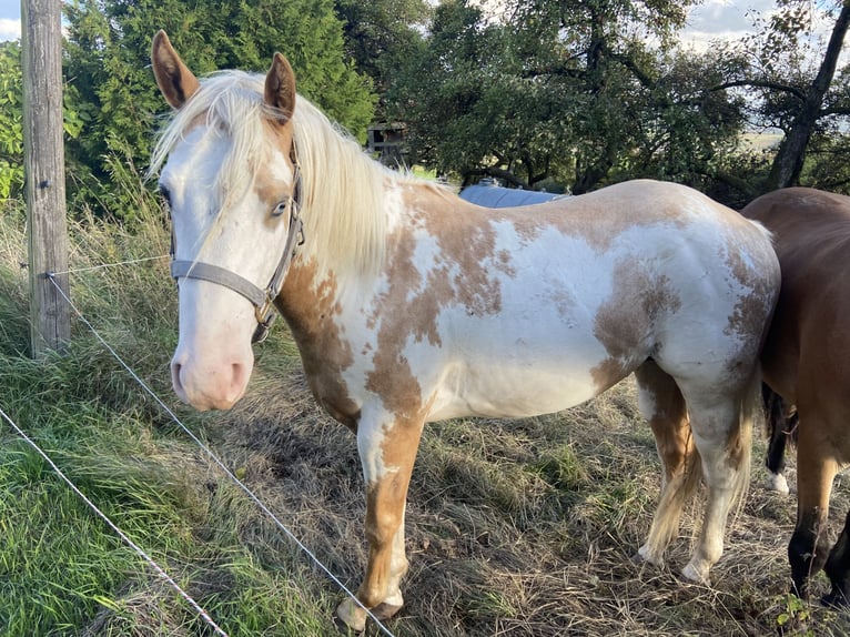 Más ponis/caballos pequeños Mestizo Yegua 4 años 146 cm Negro in Wörth am Main