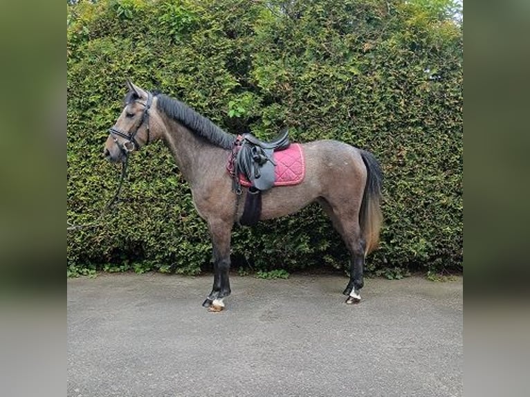 Más ponis/caballos pequeños Yegua 4 años 148 cm Musgo marrón in Bielefeld