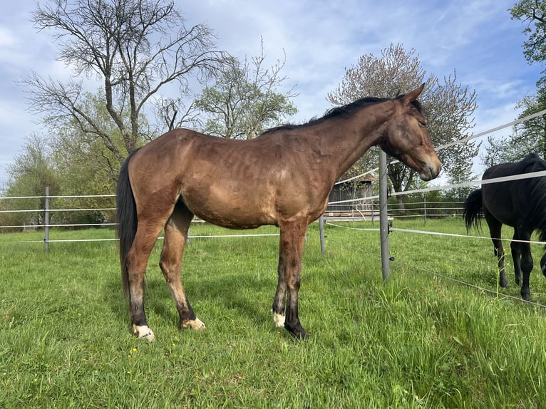 Más ponis/caballos pequeños Yegua 4 años 150 cm Castaño in Uttendorf