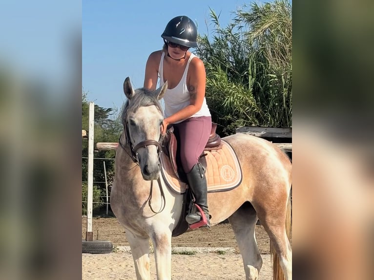 Más ponis/caballos pequeños Mestizo Yegua 4 años 150 cm Musgo in Saint-Laurent-de-la-Salanque
