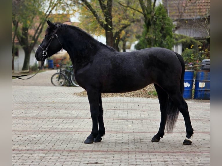 Más ponis/caballos pequeños Yegua 4 años 150 cm Negro in B&#xE9;k&#xE9;scsaba