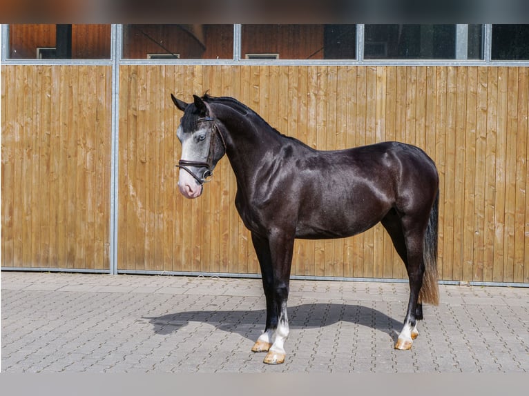 Más ponis/caballos pequeños Yegua 4 años 151 cm Tordillo negro in Ankum