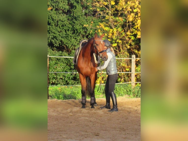 Más ponis/caballos pequeños Yegua 4 años 152 cm Castaño in Velpke