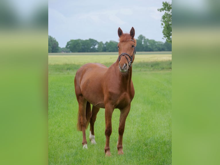 Más ponis/caballos pequeños Yegua 4 años 153 cm Alazán in Dohren