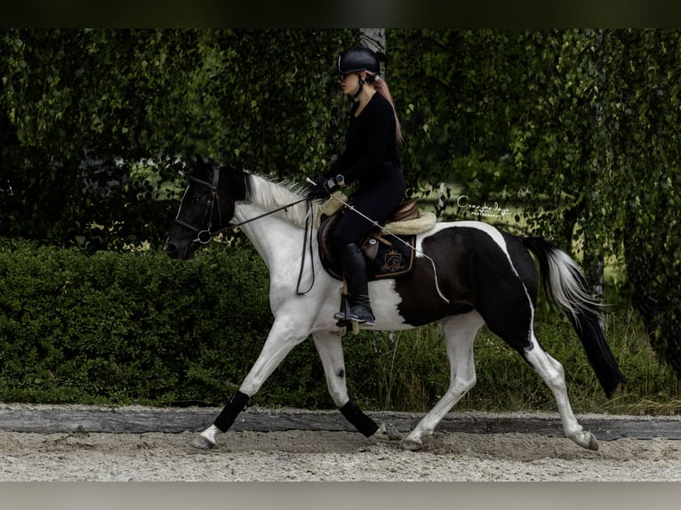 Más ponis/caballos pequeños Yegua 4 años 153 cm Pío in Poznań
