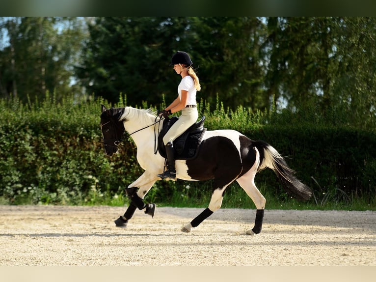 Más ponis/caballos pequeños Yegua 4 años 153 cm Pío in Poznań
