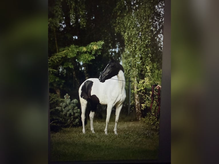 Más ponis/caballos pequeños Yegua 4 años 153 cm Pío in Poznań