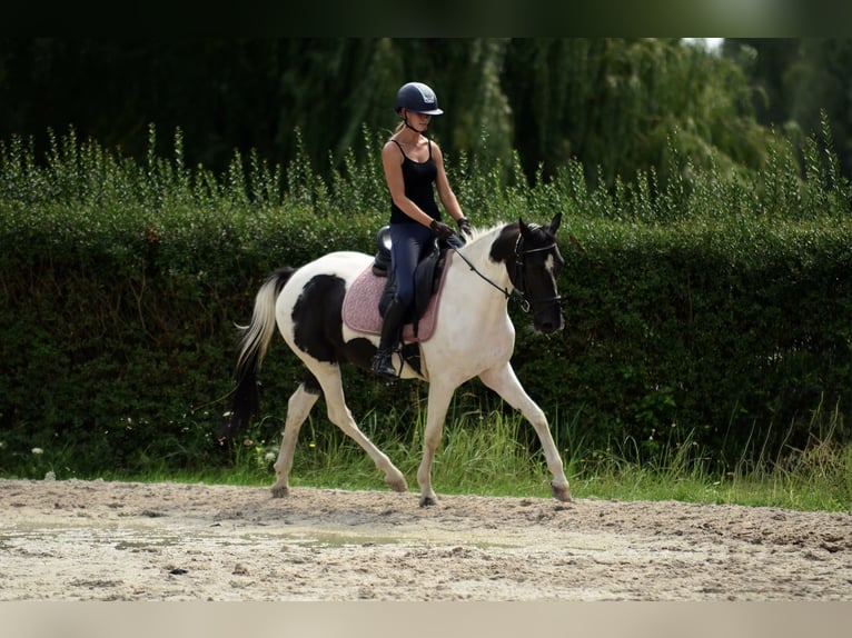 Más ponis/caballos pequeños Yegua 4 años 153 cm Pío in Poznań